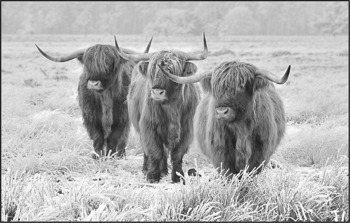 Textielframe | Schotse Hooglanders | zwart wit | Textieldoek in Frame | Liggend 80 x 120 cm | Zwart aluminium frame dikte 23 mm | Textiel peesdoek | Landelijk | Designpaneel | Wandpaneel