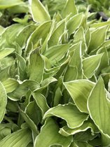 6 x Hosta 'Mentor Gold' (Mini) - Hartlelie - P9 Pot (9 x 9cm) - Dima Vaste Planten