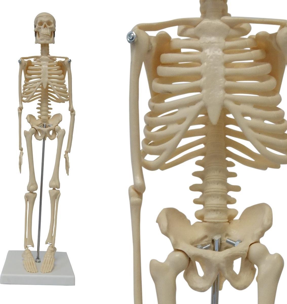 Skelet Harry Klein (45 cm)