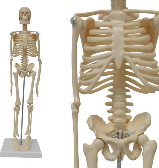 Zeemeeuw Chronisch Besmettelijke ziekte Skelet Harry Klein (45 cm) | bol.com