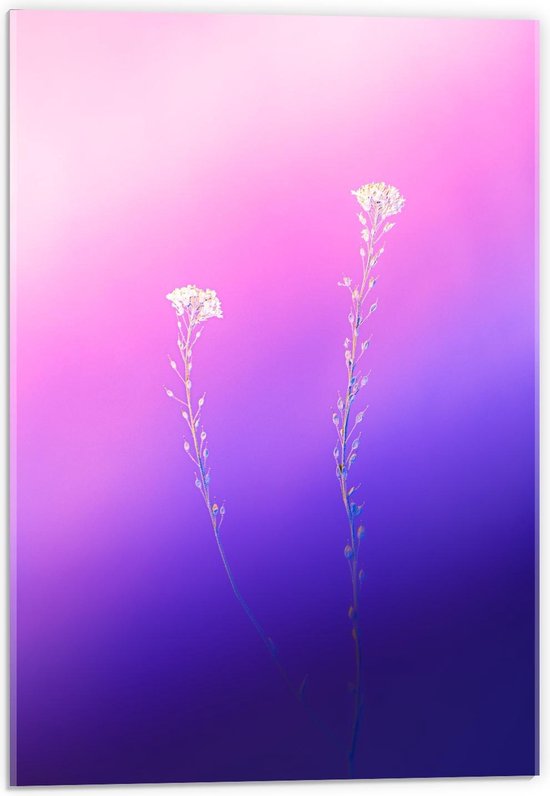 Acrylglas - Witte Bloemen op Blauw/Roze Bloemen - 40x60cm Foto op Acrylglas (Wanddecoratie op Acrylglas)