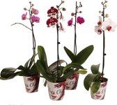 Phalaenopsis 1-tak – set van 4 stuks (diverse kleuren)