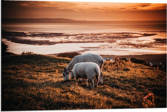 Dibond - Schaapjes op de Berg aan het Water - 90x60cm Foto op Aluminium (Wanddecoratie van metaal)