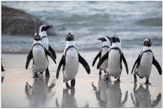 Poster - Groep Pinguïns - Foto op Posterpapier