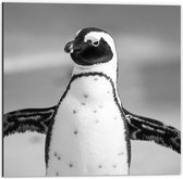 Dibond - Zwart Witte Pinguïn  - 50x50cm Foto op Aluminium (Met Ophangsysteem)