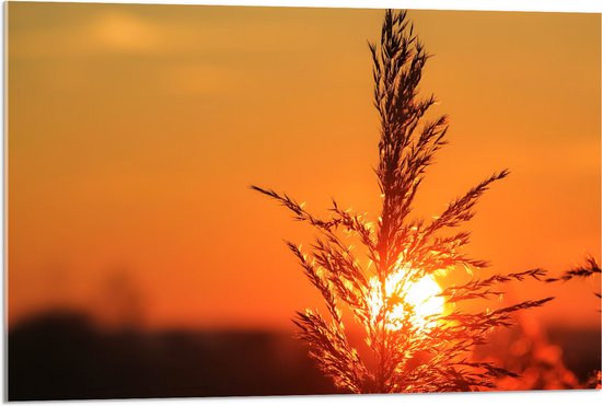 Acrylglas - Plantje - Natuur - Oranje - Zonsondergang - 90x60 cm Foto op Acrylglas (Met Ophangsysteem)