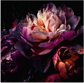 Poster Glanzend – Paars-Roze Kleurige Open Bloem met Waterdruppels - 50x50 cm Foto op Posterpapier met Glanzende Afwerking