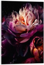 Acrylglas - Paars-Roze Kleurige Open Bloem met Waterdruppels - 50x75 cm Foto op Acrylglas (Wanddecoratie op Acrylaat)