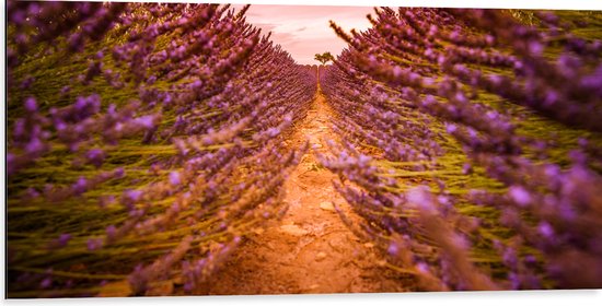 Dibond - Pad Midden in het Lavendel Bloemenveld - 100x50 cm Foto op Aluminium (Wanddecoratie van metaal)