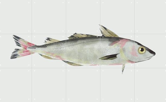 IXXI Haddock - Wanddecoratie - Dieren