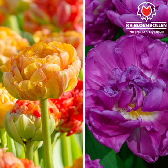 25 bulbes de tulipes Victoria's secret pink - Bulbes de fleurs - Tulipes -  Bulbes 