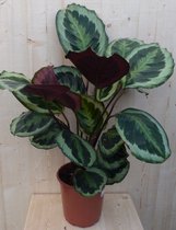 Calathea Medaillon Pauwenplant donkergroen groot blad 60 cm