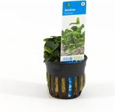 Anubias Bonsai- Aquariumplant - Aquascape - Moerings
