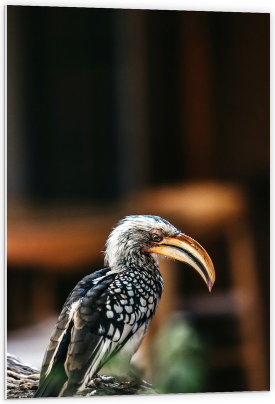 PVC Schuimplaat - Zuidelijke geelsnaveltok Vogel op Boomstam - 60x90 cm Foto op PVC Schuimplaat (Met Ophangsysteem)