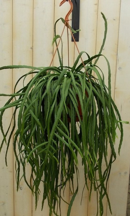 Lepismium bolivianum