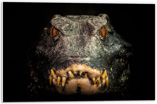 PVC Schuimplaat - Vooraanzicht van Angstaanjagende Alligator - 60x40 cm Foto op PVC Schuimplaat (Met Ophangsysteem)