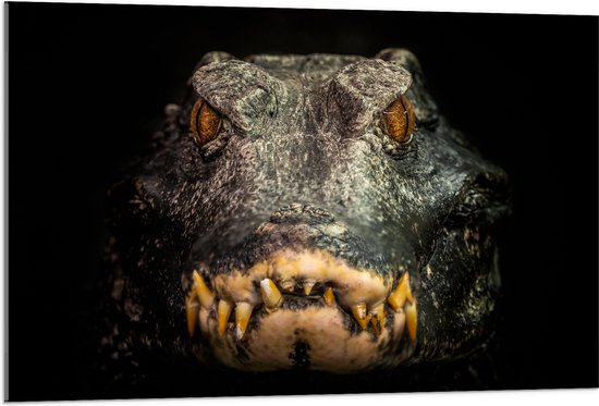 Acrylglas - Vooraanzicht van Angstaanjagende Alligator - 105x70 cm Foto op Acrylglas (Met Ophangsysteem)
