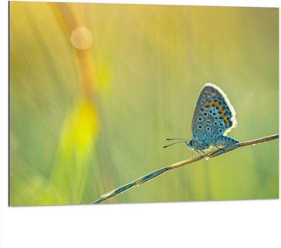 Dibond - Vlinder met Blauwe Vleugels lopend over Tak tussen Planten - 100x75 cm Foto op Aluminium (Wanddecoratie van metaal)