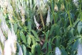 Lavendelbox - Vaste planten - Compleet pakket - 8 stuks 4 soorten