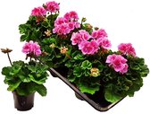 Geranium staand - roze - 8stuks - perkplant