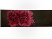 PVC Schuimplaat- Boom - Landschap - Roze - Bladeren - 90x30 cm Foto op PVC Schuimplaat