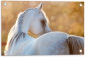 Tuinposter – Zonnestralen Vallend op Rug van Witte Arabier Paard - 60x40 cm Foto op Tuinposter (wanddecoratie voor buiten en binnen)