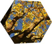 Dibond Hexagon - Boom - Herfst - Bladeren - Takken - 80x69.6 cm Foto op Hexagon (Met Ophangsysteem)