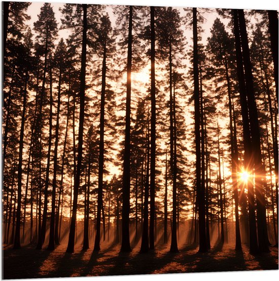 Acrylglas - Felle Zonnestralen van Zonsondergang door Silhouetten van Smalle Bomen - 100x100 cm Foto op Acrylglas (Wanddecoratie op Acrylaat)