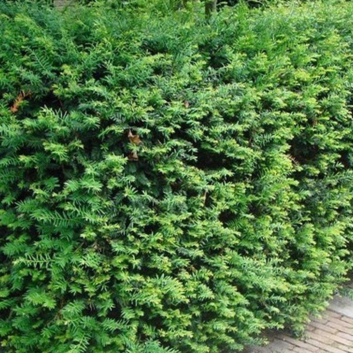 Boomenplant.be Taxus baccata Haag - Winterhard - 30-40 cm | bol