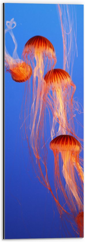 Dibond - Groepje Oranje Kwallen Zwemmend in Blauwe Oceaan - 20x60 cm Foto op Aluminium (Wanddecoratie van metaal)