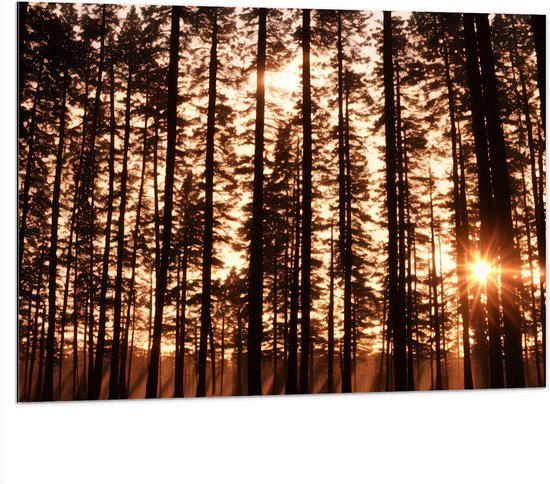 Dibond - Felle Zonnestralen van Zonsondergang door Silhouetten van Smalle Bomen - 100x75 cm Foto op Aluminium (Met Ophangsysteem)