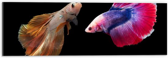 Dibond - Natuurlijke en Felkleurige Vissen Duo tegen Zwarte Achtergrond - 60x20 cm Foto op Aluminium (Met Ophangsysteem)