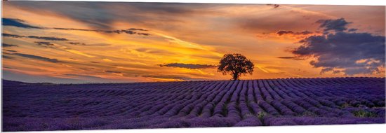 Acrylglas - Landschap - Bloemen - Planten - Boom - Lavendel - Zonsondergnag - Paars - 150x50 cm Foto op Acrylglas (Wanddecoratie op Acrylaat)