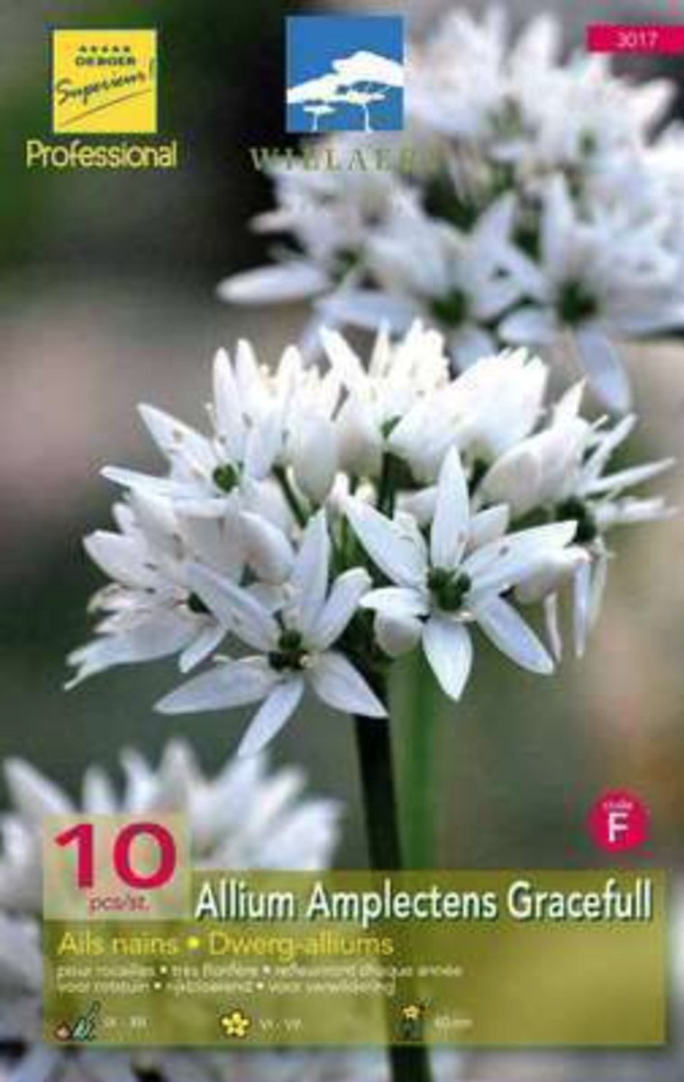 Allium amplectens 'Gracefull' - Sierui bloembollen 6/+ 10 stuks