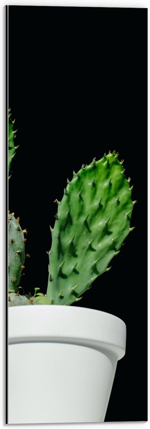 Dibond - Cactus - Plant - Bloempot - 20x60 cm Foto op Aluminium (Wanddecoratie van metaal)