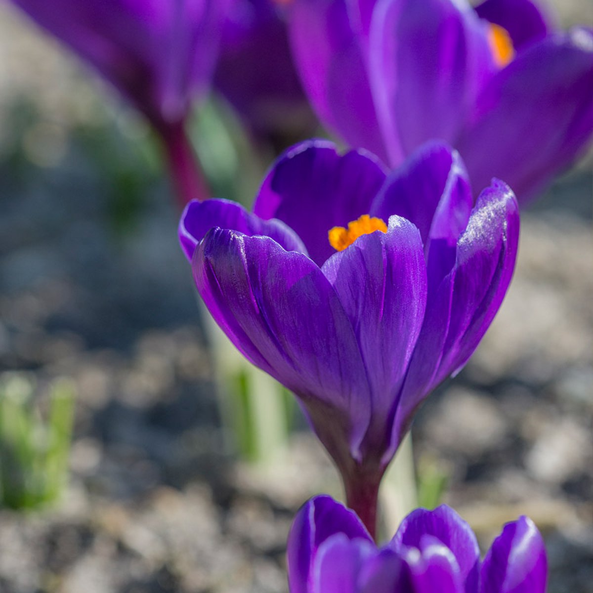 Krokus Flower Record | 25 stuks | Paars | Krokusbollen