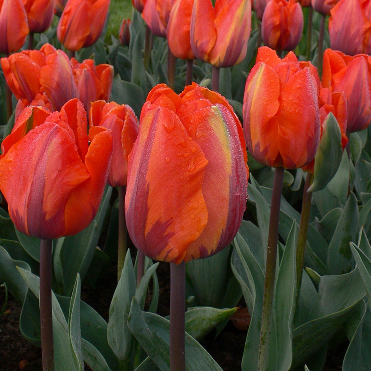 Tulp Hermitage | 10 stuks | Oranje | Tulpenbollen | Snijbloem