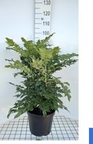 Mahonia japonica 'Hivernant' - Mahoniestruik, Hulstberberis 50 - 60 cm in pot