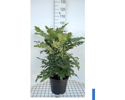 Mahonia japonica 'Hivernant' - Mahoniestruik, Hulstberberis 50 - 60 cm in pot