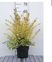 Ligustrum ovalifolium 'Lemon And Lime' - Geelbonte Dwergliguster 25 - 30 cm in pot
