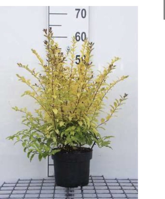 Ligustrum ovalifolium 'Lemon And Lime' - Geelbonte Dwergliguster 25 - 30 cm  in pot | bol