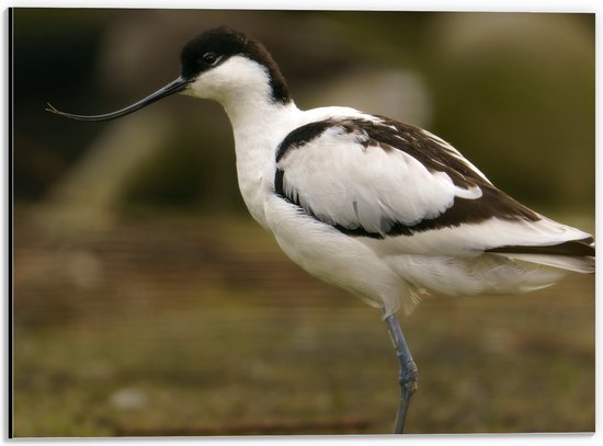 Dibond - Zijaanzicht van Zwart met Witte Kluut Vogel met Krullende Snavel - 40x30 cm Foto op Aluminium (Wanddecoratie van metaal)