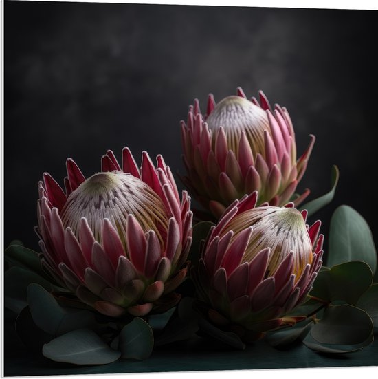 PVC Schuimplaat - Close-up van Drie Koningsprotea Bloemen tegen Donkere Achtergrond - 80x80 cm Foto op PVC Schuimplaat (Met Ophangsysteem)