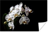 Poster Orchidée - Fleurs - Wit - Nature - Zwart - 180x120 cm XXL