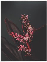 Dibond - Close-up - Bloem - Natuur - Roze - 60x80 cm Foto op Aluminium (Met Ophangsysteem)