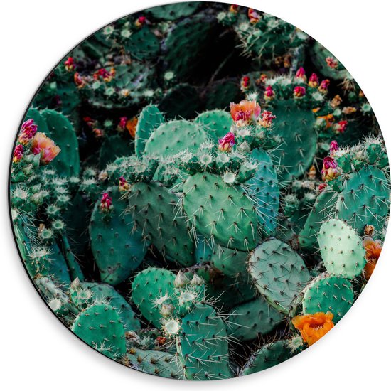 Dibond Muurcirkel - Cactussen - Prikkers - Kleuren - 30x30 cm Foto op Aluminium Muurcirkel (met ophangsysteem)