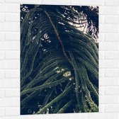 Muursticker - Bomen - Planten - Bladeren - Hout - Natuur - 60x90 cm Foto op Muursticker