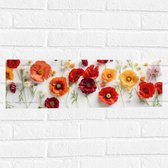 Muursticker - Rij van Planten en Bloemen in Verschillende Kleuren en Soorten op Wit Oppervlak - 60x20 cm Foto op Muursticker