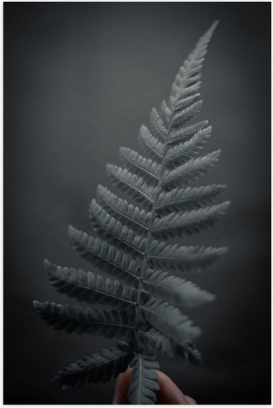 Poster (Mat) - Plant - Blad - Varen - Zwart - Wit - 100x150 cm Foto op Posterpapier met een Matte look