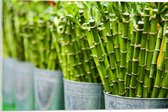 Acrylglas - Planten - Bamboe - Groen - Emmers - 60x40 cm Foto op Acrylglas (Wanddecoratie op Acrylaat)